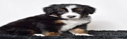 Bernedoodle dogs for sale: Mr. Oscar - Ad 4