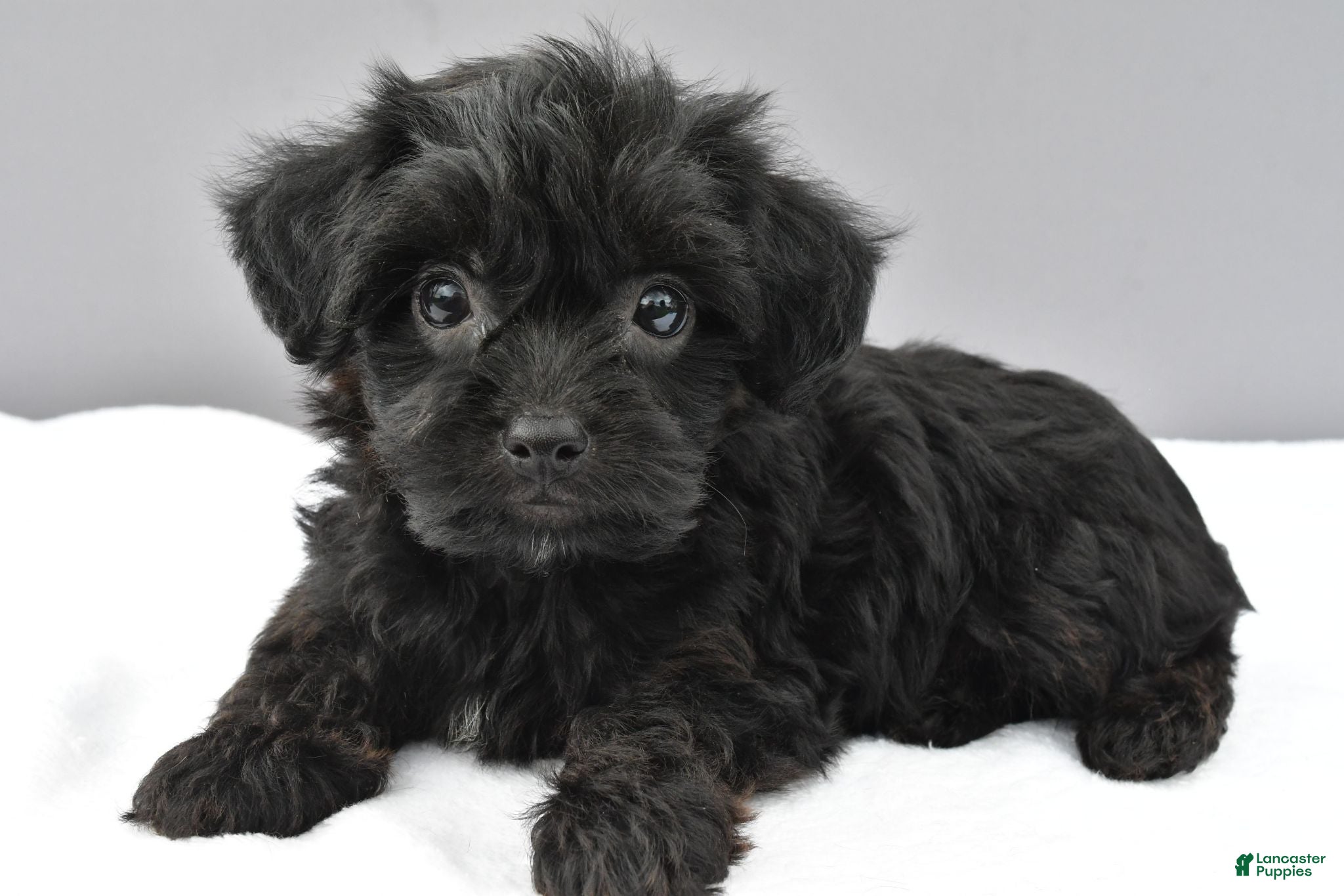 Yorkiepoo dogs Sugar - Ad 2