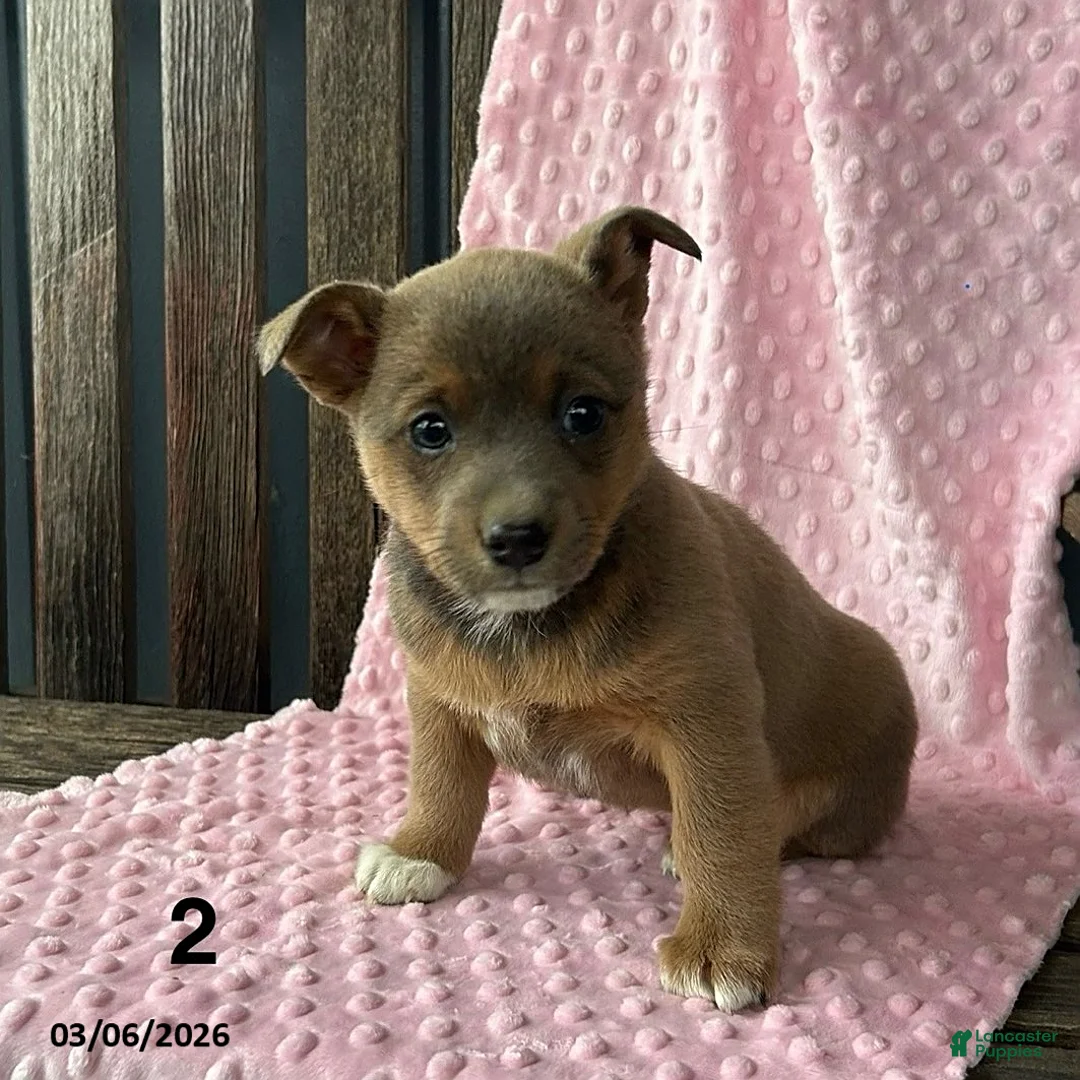 Mixed Breed dogs for sale: Jane - Ad 3