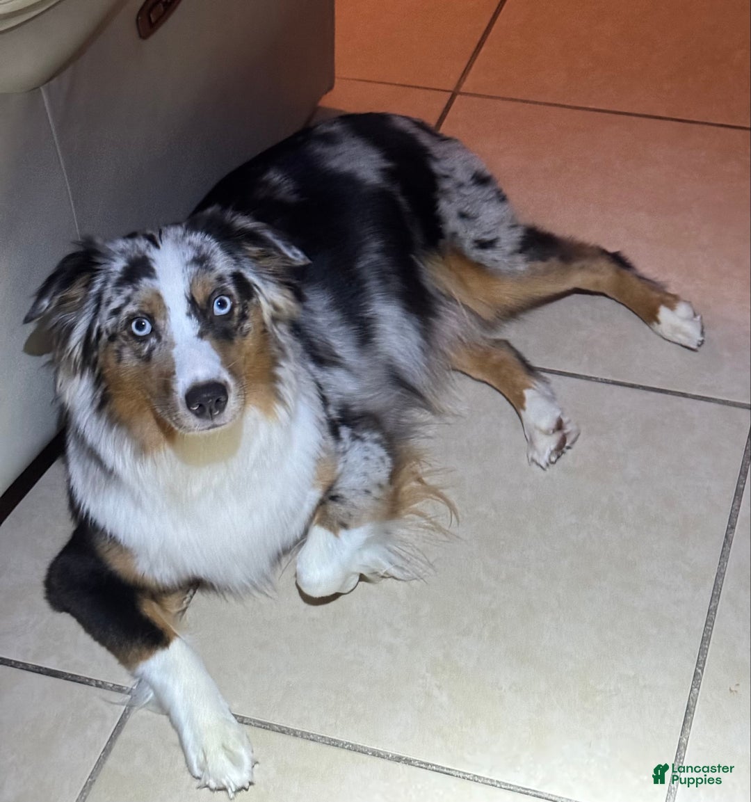 Miniature Australian Shepherd dogs for sale: Miniature Australian Shepherd Puppy 2 - Ad 2