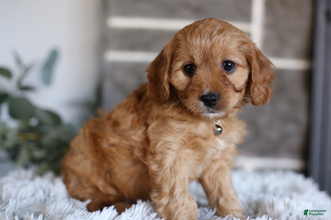 Cavapoo dogs for sale: Mochi - Ad 9
