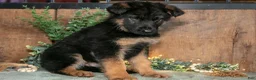 German Shepherd dogs for sale: Buster - Ad 3