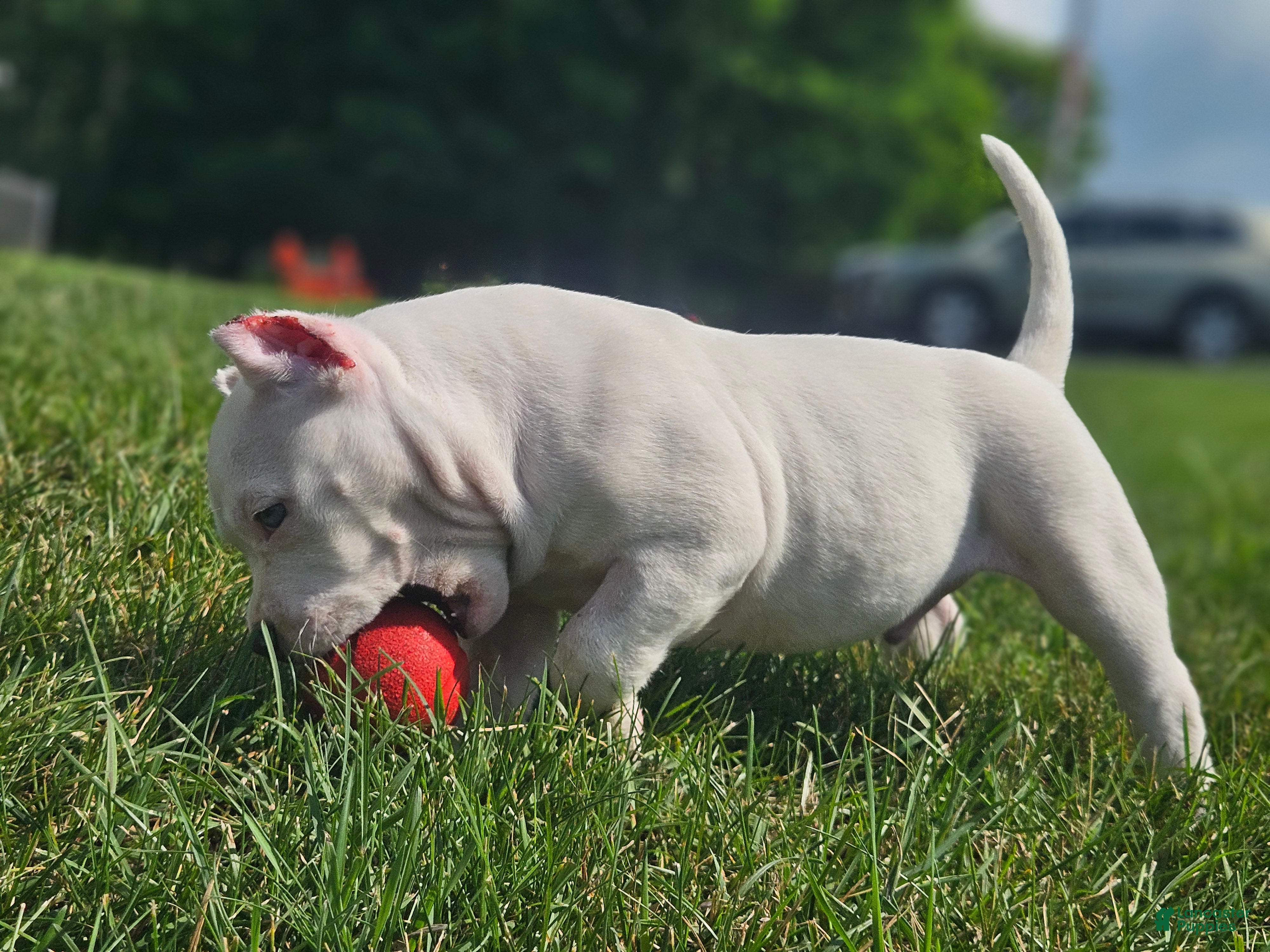 American Bully dogs White Male - Tatanka - Ad 2