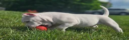 American Bully dogs for sale: White Male - Tatanka - Ad 10