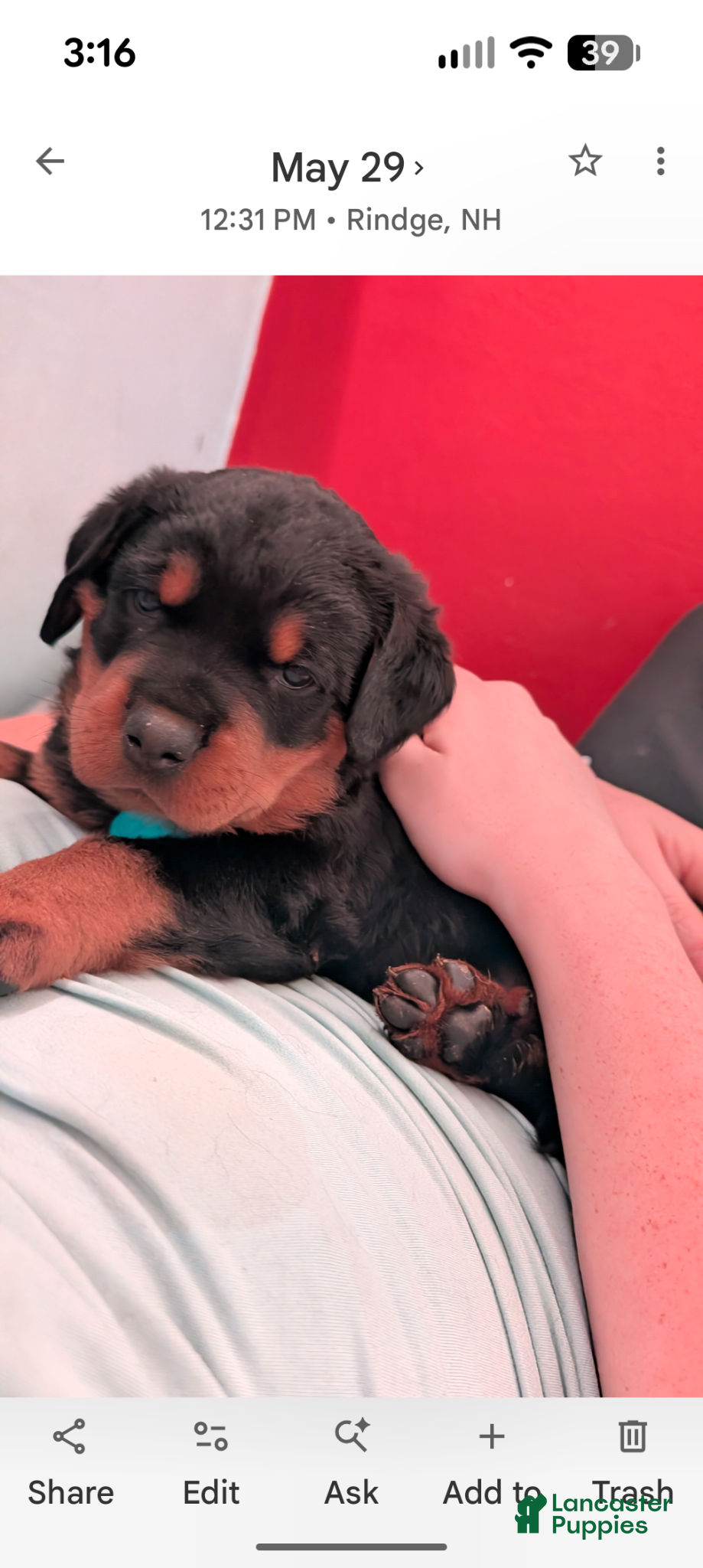 Rottweiler dogs for sale: Rottweiler Puppy 1 - Ad 1