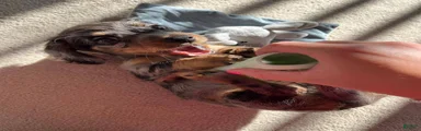 Miniature Dachshund Puppy 4