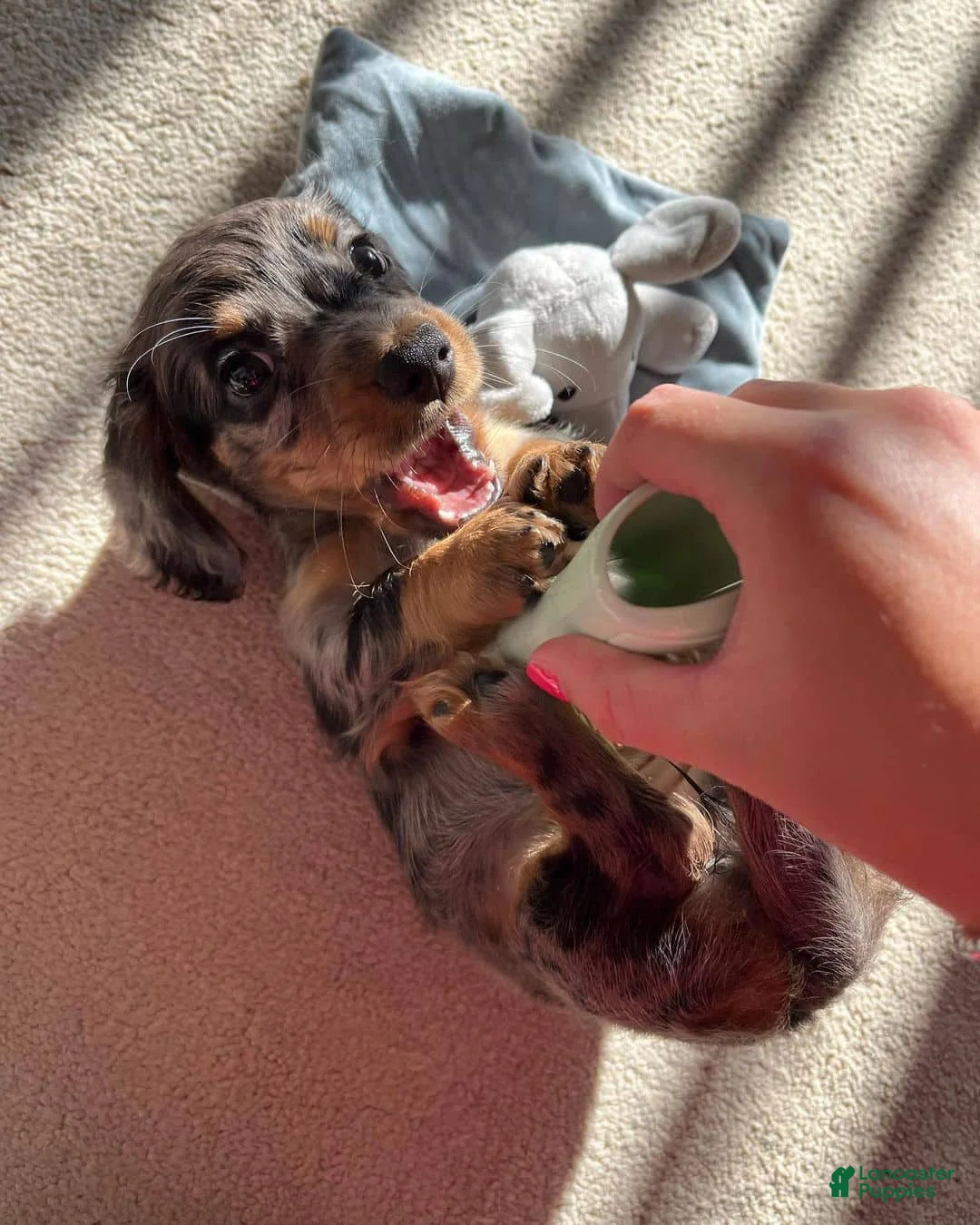 Miniature Dachshund dogs for sale: Miniature Dachshund Puppy 4 - Ad 1