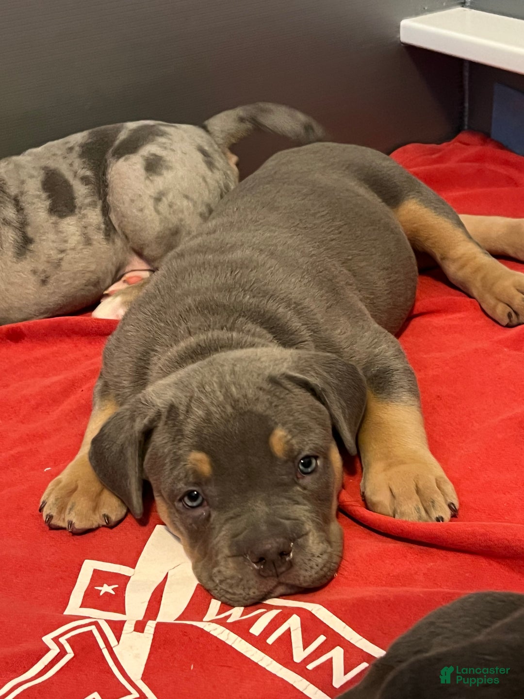 American Bully dogs for sale: Marley  - Ad 3