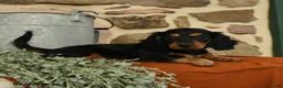 Miniature Dachshund dogs for sale: Maple   - Ad 2