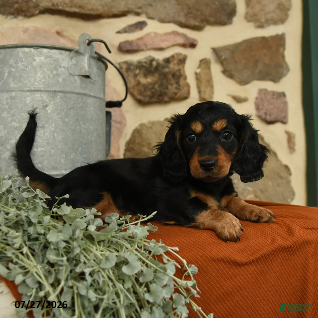 Miniature Dachshund dogs for sale: Maple   - Ad 2