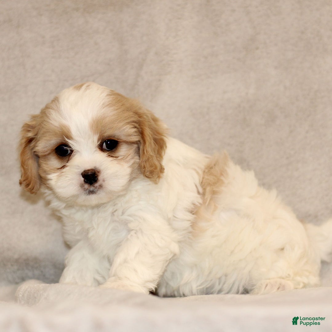 Cavachon dogs for sale: Ruby  - Ad 4