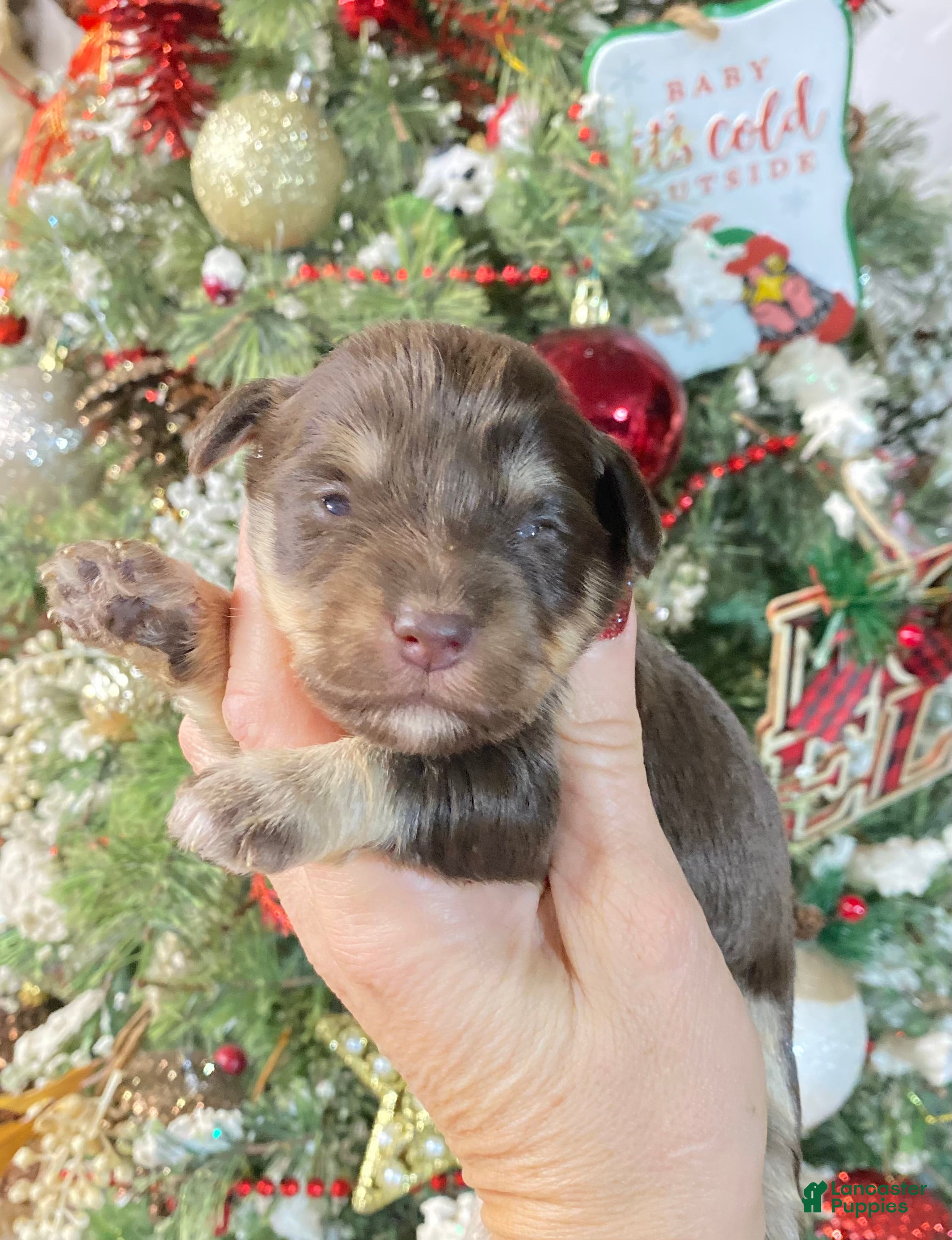 Miniature Schnauzer dogs Miniature Schnauzer Puppy 2 - Ad 12