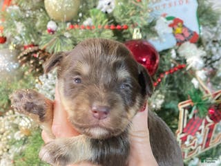 Miniature Schnauzer dogs Miniature Schnauzer Puppy 2 - Ad 10