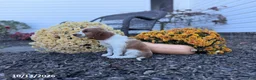 Welsh Springer Spaniel dogs for sale: Luna - Ad 6