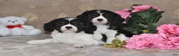 Cavalier King Charles Spaniel dogs for sale: Charlie - Ad 5