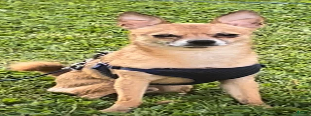 Peanut