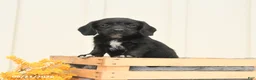 Mixed Breed dogs for sale: Faye - Ad 4