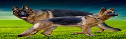 German Shepherd dogs for sale: Diesel 🐾 - Ad 14