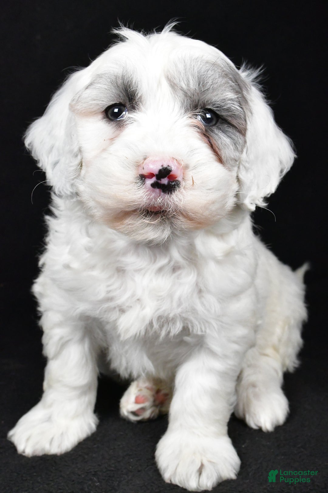 Mixed Breed dogs for sale: Sunny - Ad 5