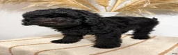 Mini Goldendoodle dogs for sale: Black Boy - Ad 3