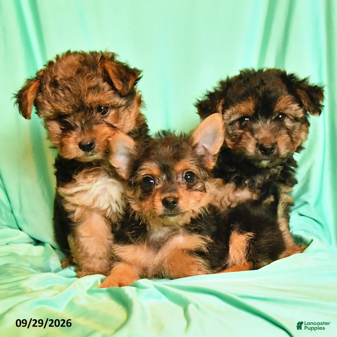 Yorkshire Terrier dogs for sale: Tabatha - Ad 3