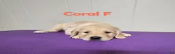 Goldendoodle dogs for sale: Goldendoodle 7 - Ad 1
