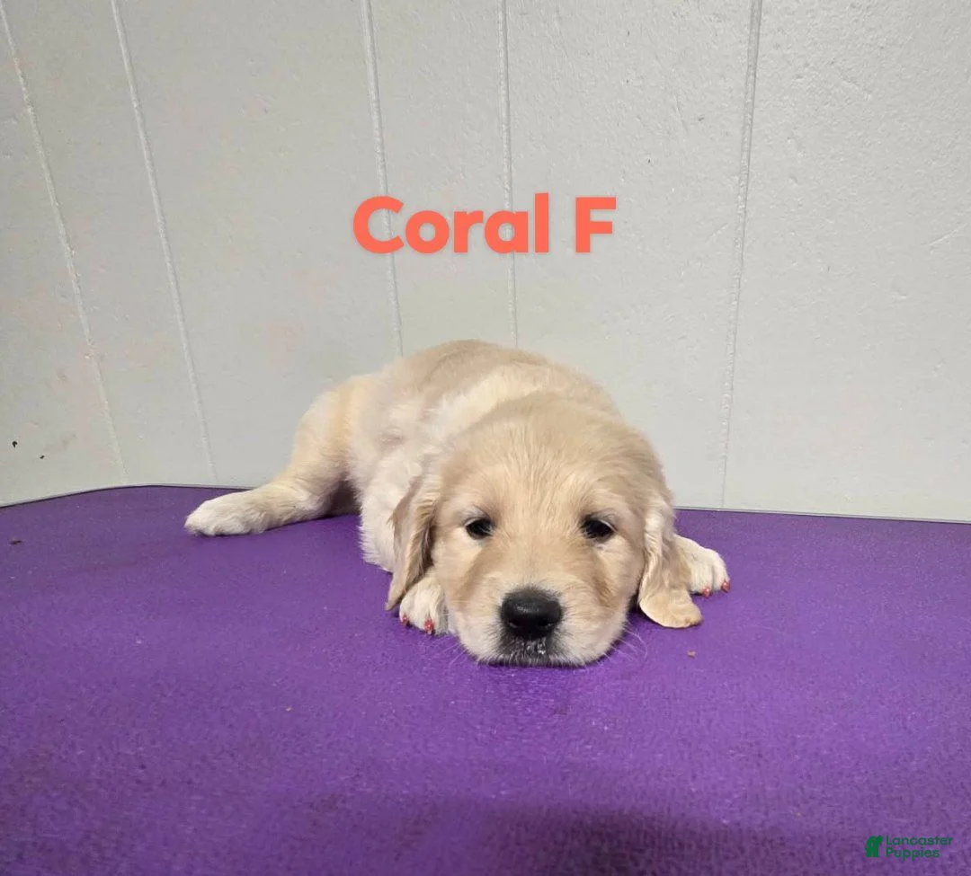 Goldendoodle dogs for sale: Goldendoodle 7 - Ad 1