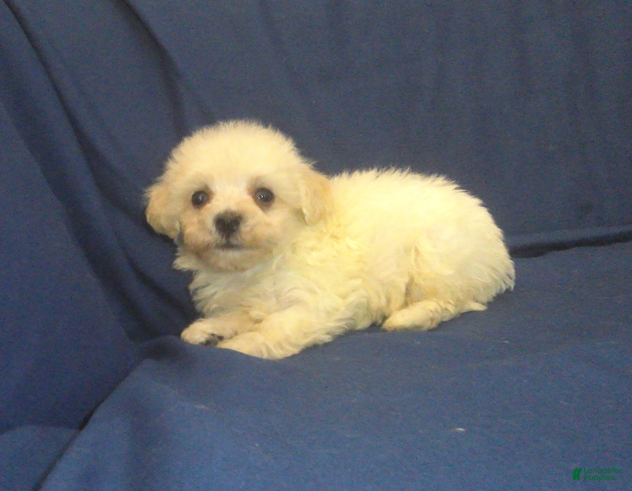 Maltipoo dogs Paladine - in home raised, non-shedding - Ad 4