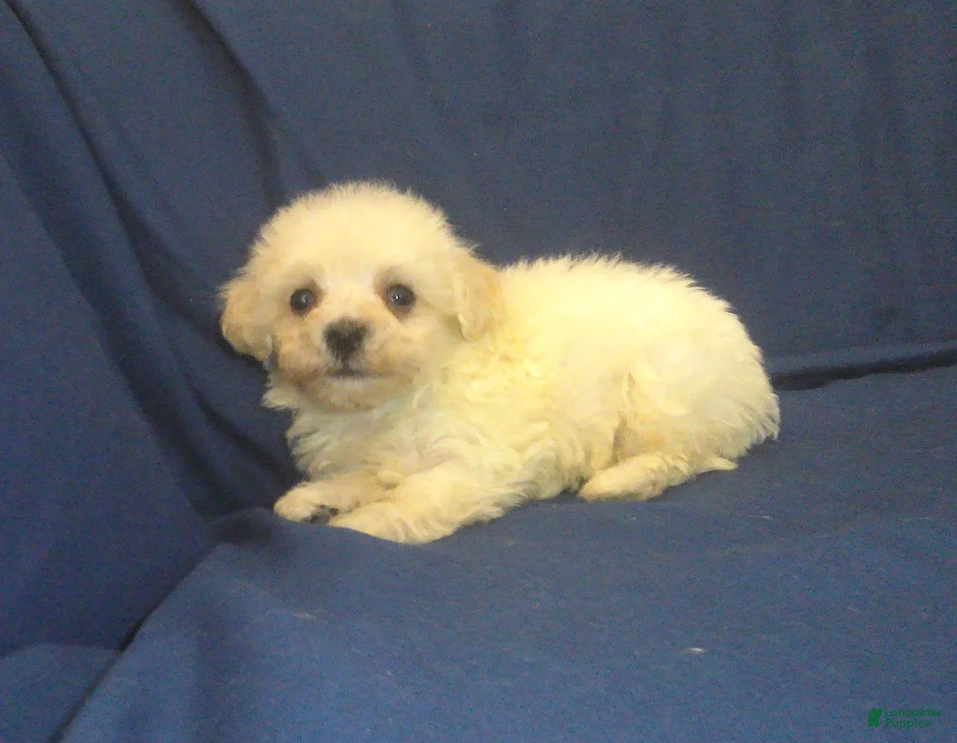 Maltipoo dogs for sale: Paladine - in home raised, non-shedding - Ad 1