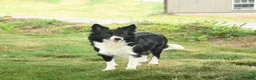 Border Collie dogs for sale: Rocky - Ad 4