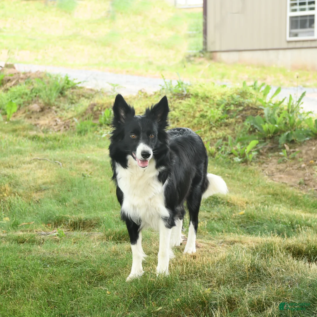 Border Collie dogs for sale: Rocky - Ad 4