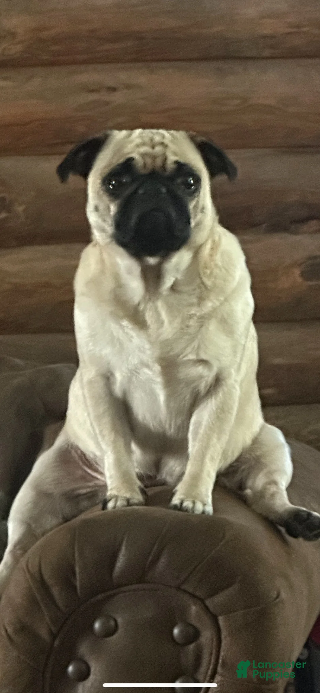 Pug dogs for sale: Milo - Ad 5