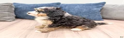 Mini Bernedoodle dogs for sale: Chloe - Ad 7