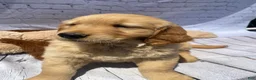 Golden Retriever dogs for sale: King - Ad 3
