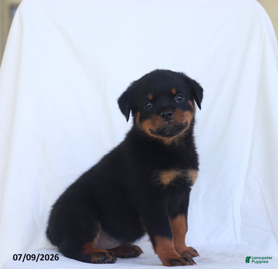 Rottweiler dogs Kelly - Ad 1