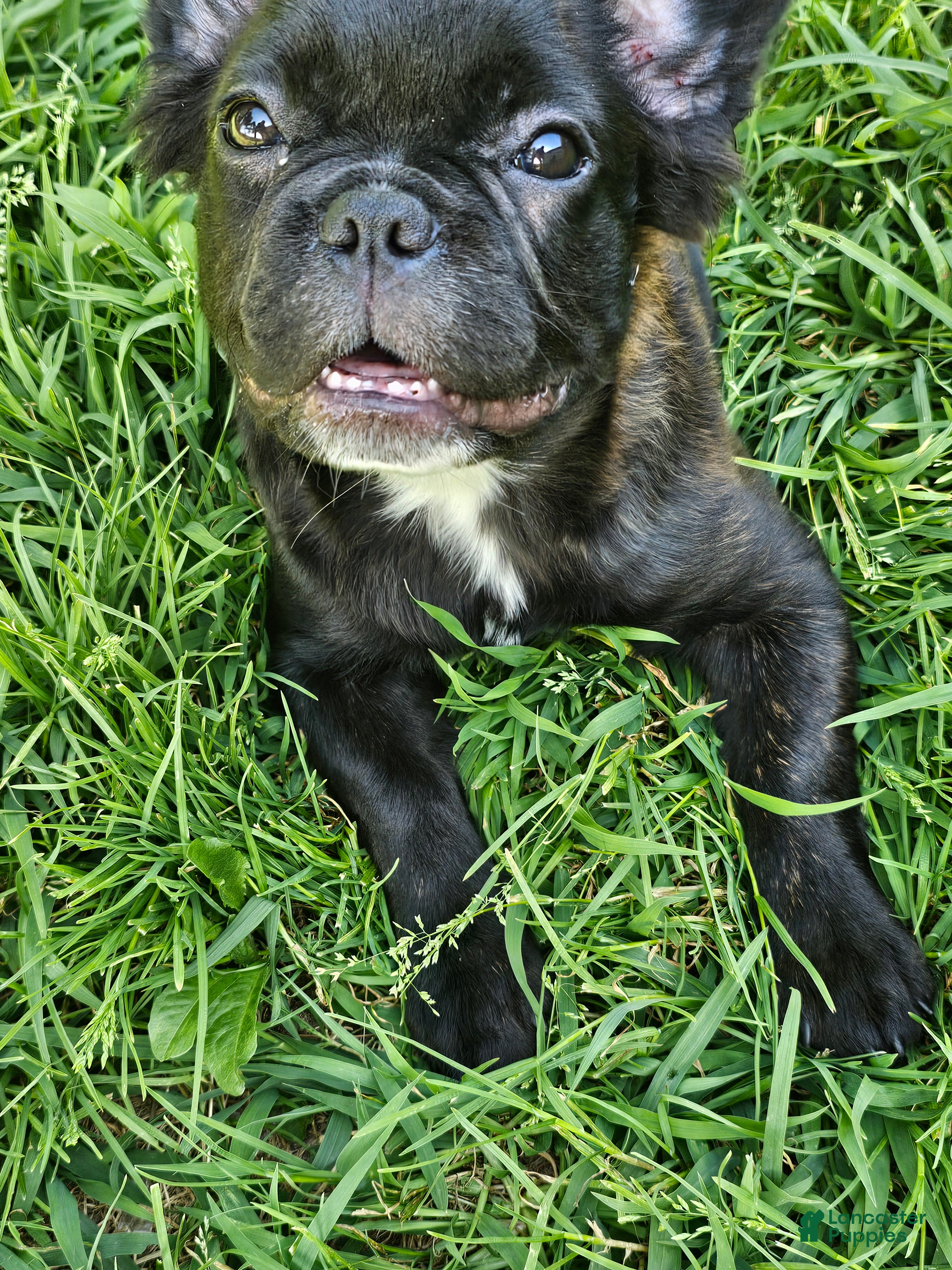 French Bulldog dogs Jewl Fluffy female  - Ad 2