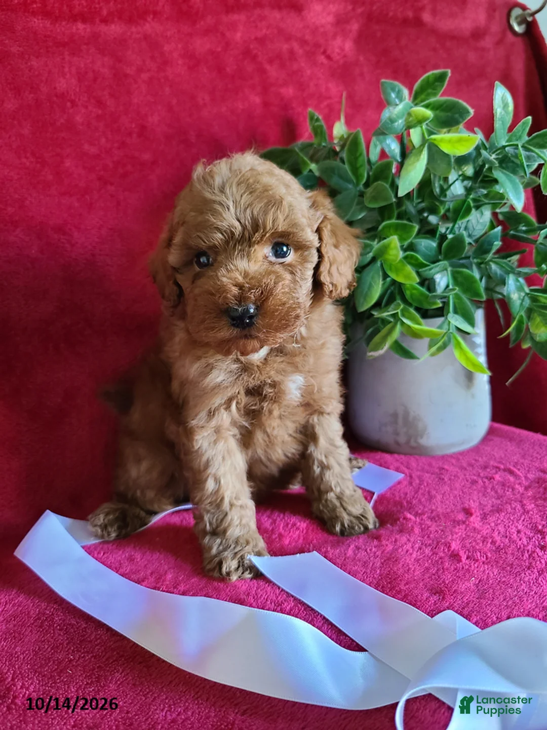 Miniature Poodle dogs for sale: Cinnamon - Ad 2