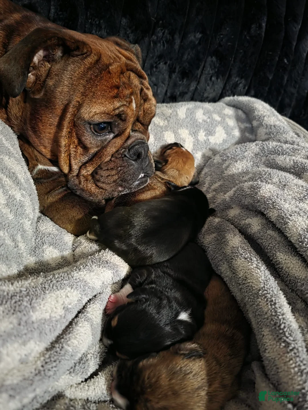 Mixed Breed dogs for sale: Bruno - Ad 5