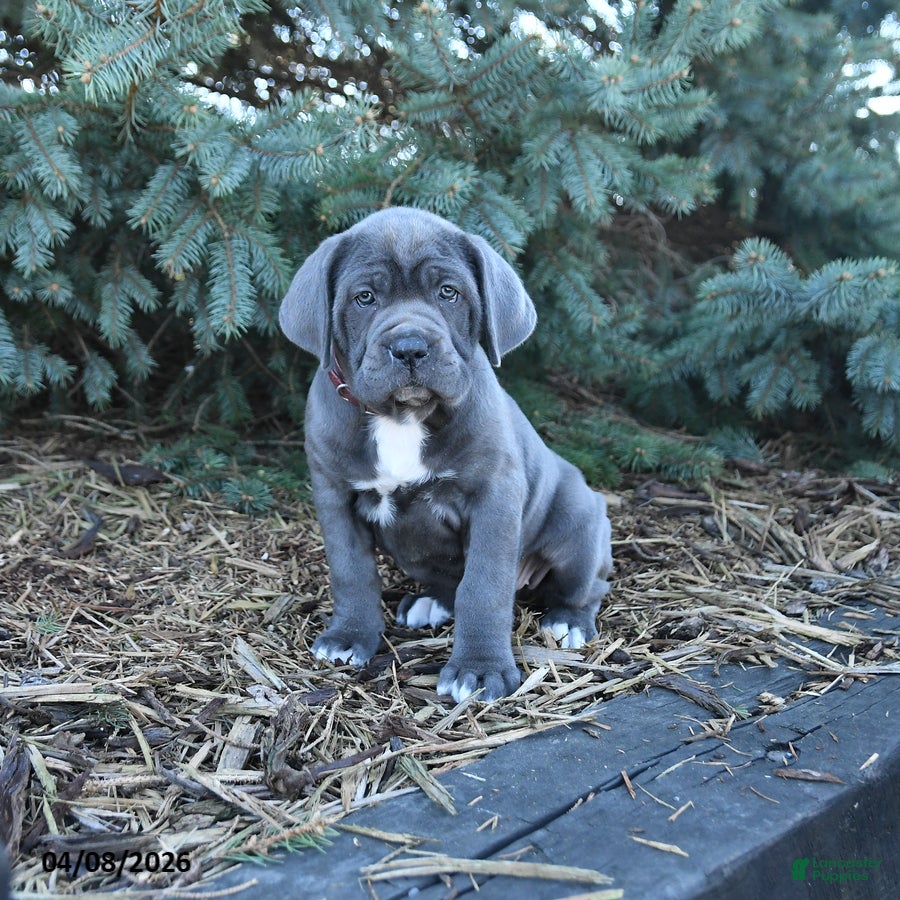 Cane Corso dogs Hailey - Ad 2