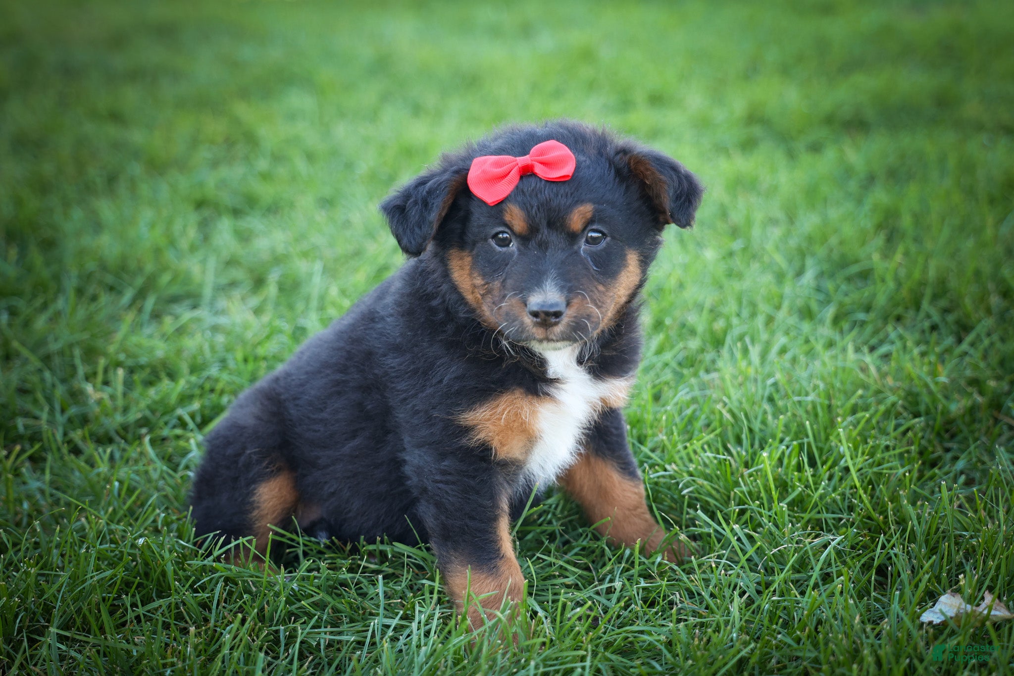 Mini Aussiedoodle dogs Lincoln💙 - Ad 1