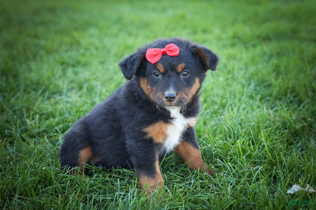 Mini Aussiedoodle dogs for sale: Lincoln💙 - Ad 1
