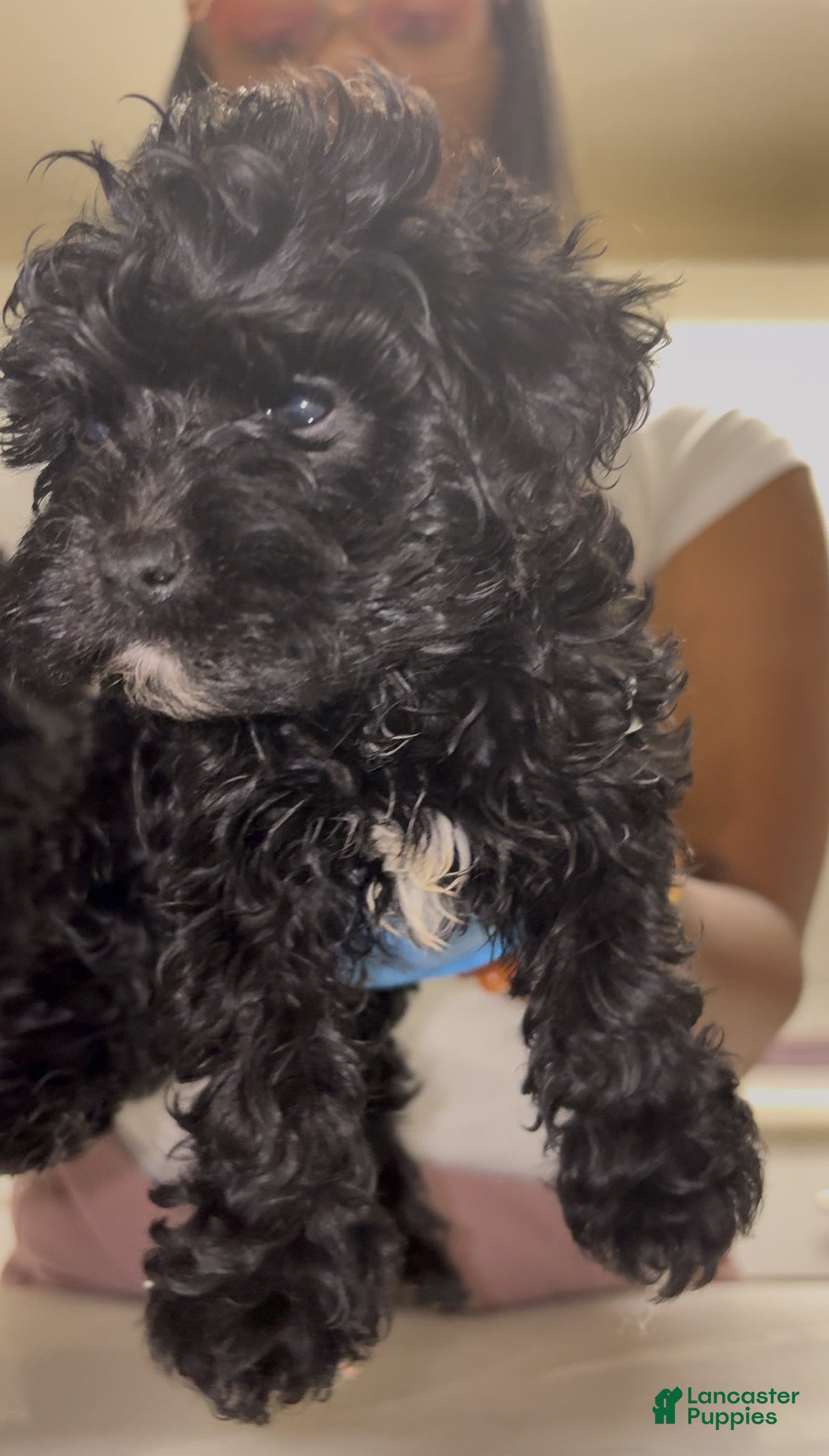 Maltipoo dogs for sale: Mango 🥭  - Ad 1