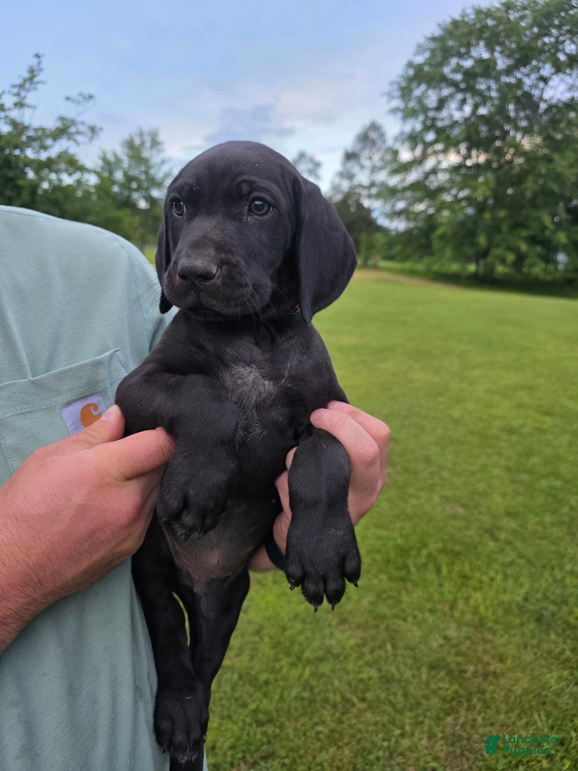 S100computers All Black German Shepherd With Blue Eyes Brown