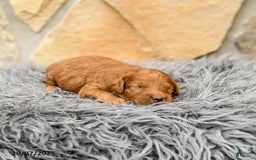 Mini Goldendoodle dogs for sale: Mocha - Image 1