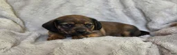 Puggle dogs for sale: Sable - Ad 3