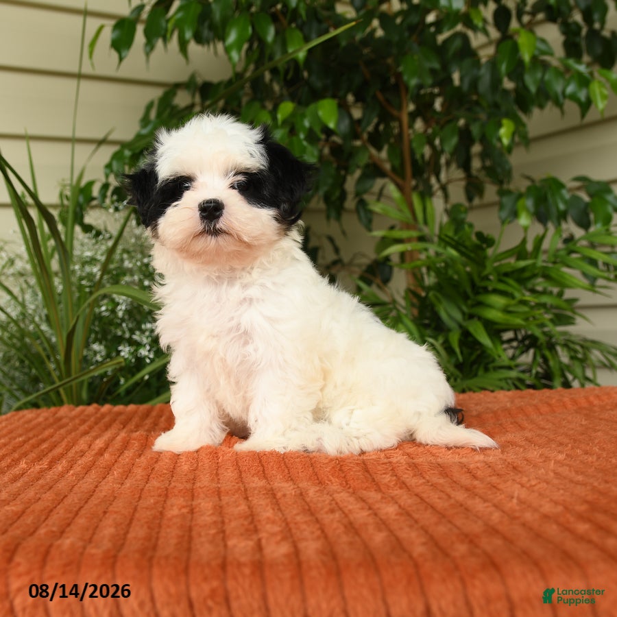Malshi dogs Montie - Ad 1