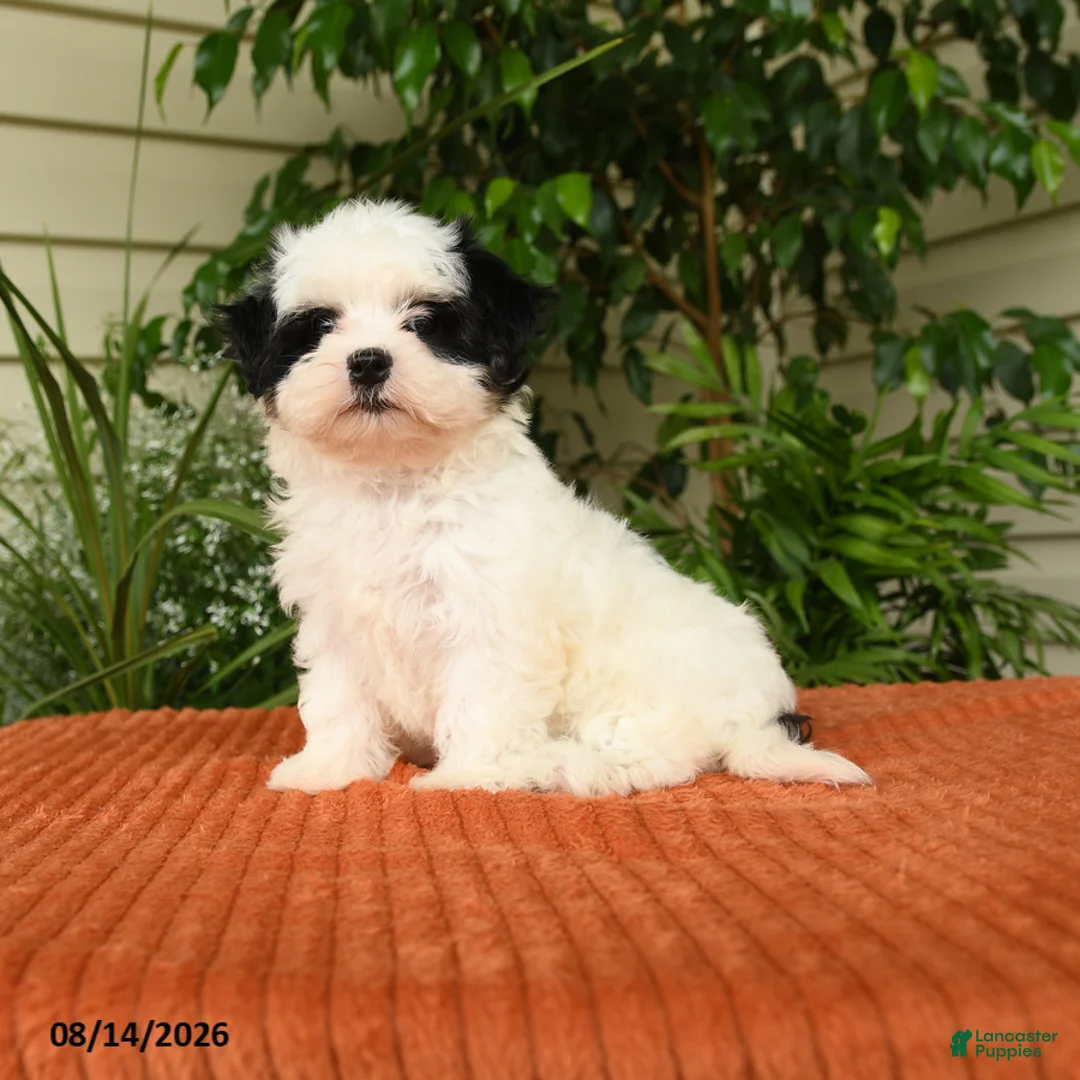 Malshi dogs for sale: Montie - Ad 1