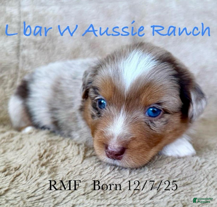 Miniature Australian Shepherd dogs Uriah - Ad 29