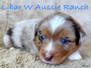 Miniature Australian Shepherd dogs Uriah - Ad 5
