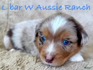 Miniature Australian Shepherd dogs Uriah - Ad 5